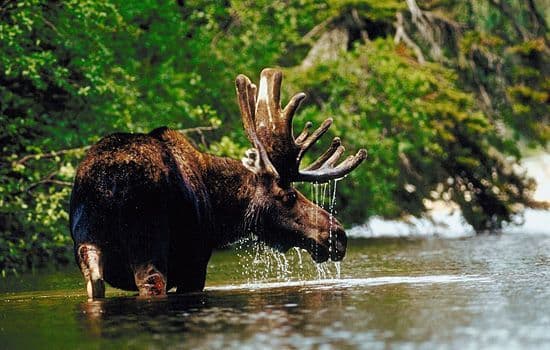 canada-wildlife-tour-moose-in-water.jpg