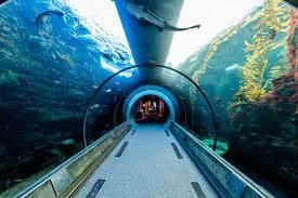 underwater-tunnel-with-fish.jpg