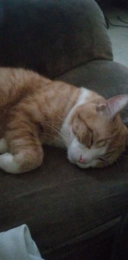 Jeanmichel Laviolette