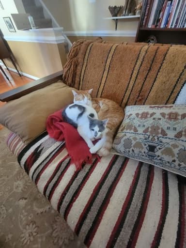 Place Preview main user avatar