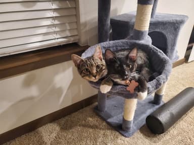 Place Preview main user avatar