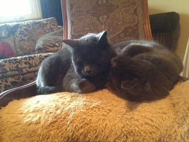 Place Preview main user avatar