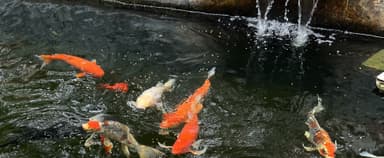 Place Preview main user avatar