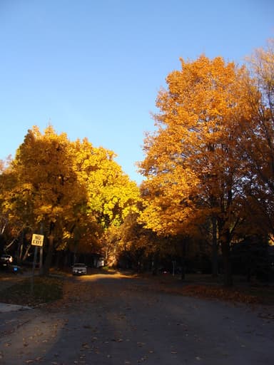 Place Preview main user avatar