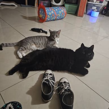 Profile Picture main user avatar