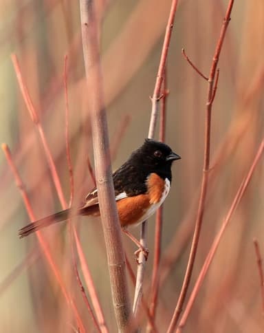 Profile Picture main user avatar