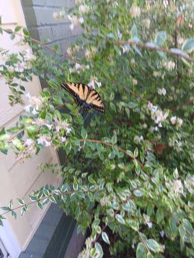 Place Preview main user avatar