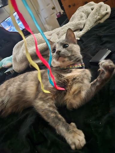 Profile Picture main user avatar