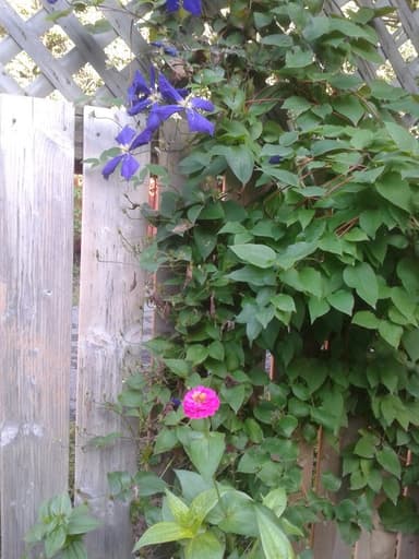 Place Preview main user avatar