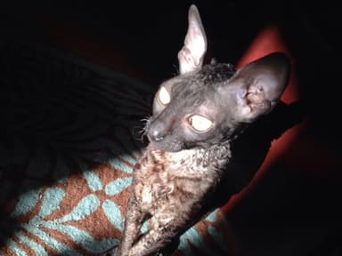 Profile Picture main user avatar