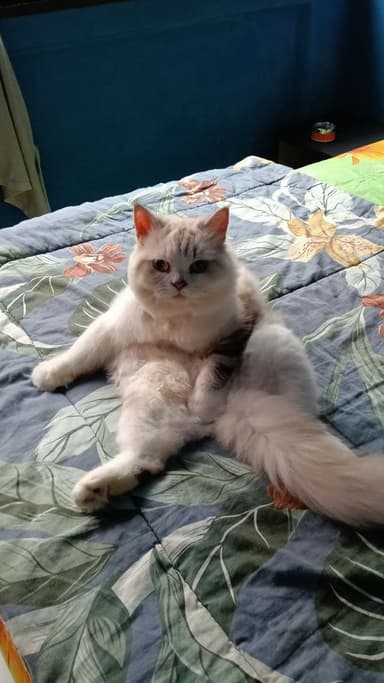 Profile Picture main user avatar