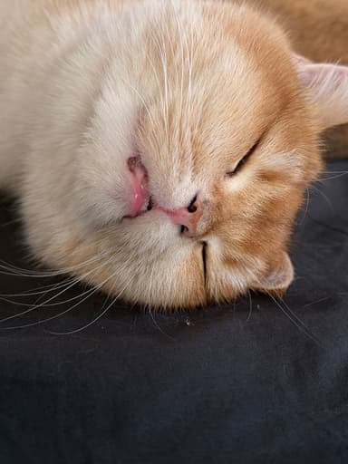 Profile Picture main user avatar