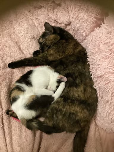 Profile Picture main user avatar