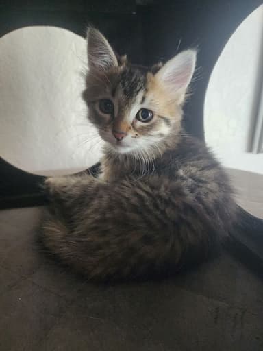 Profile Picture main user avatar