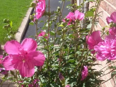 Place Preview main user avatar