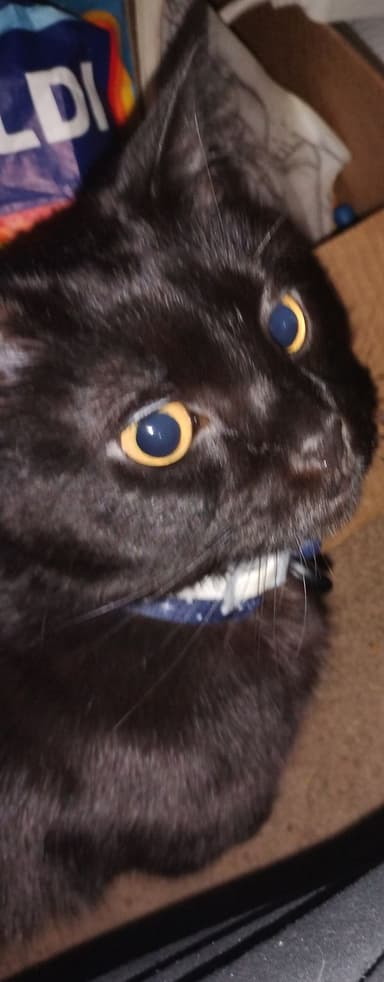 Profile Picture main user avatar