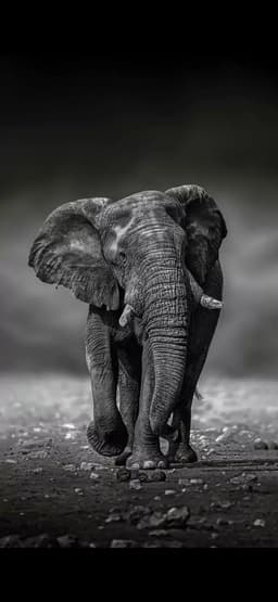 Diallo